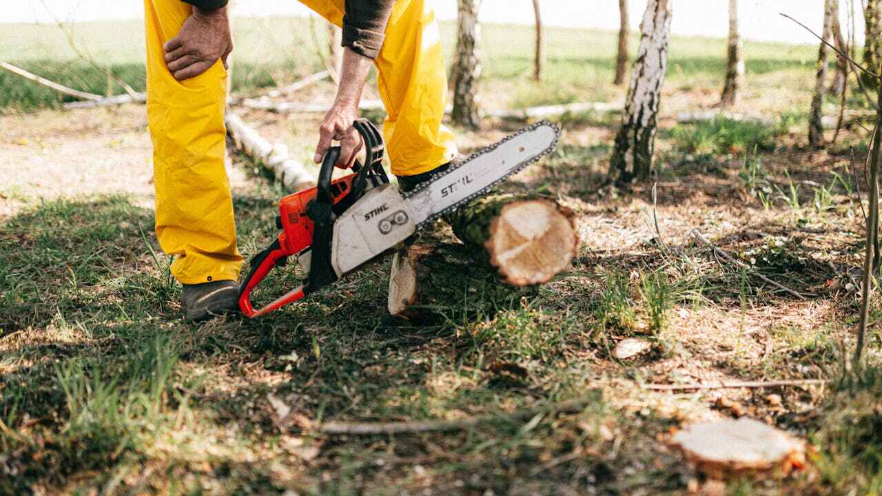 The Steps Involved in Our Tree Care Process in Tamarac, FL